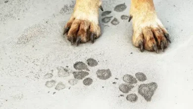У Дніпрі знайшли прихисток собаці, якого виганяли з супермаркету на мороз (Фото)