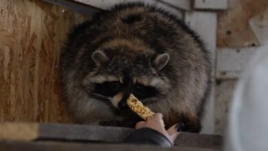 Як на екофермі Дніпропетровщини живе евакуйована з прифронтового Добропілля примхлива єнотиха Дашка (Відео)