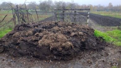 На Дніпропетровщині невідомі труїли мешканців купою гною, яка завдала екологічних збитків на 6 млн грн (Фото)