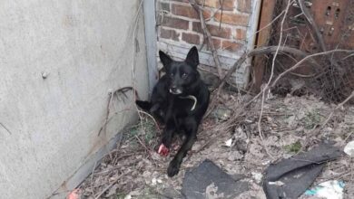 Російські окупанти атакували притулок для собак у Запоріжжі: загинули тварини, поранено працівників (Відео)