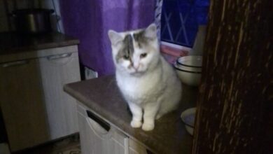 У Нікополі шукають родину для кішки, господарку якої вбив російський обстріл (Фото)