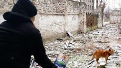 На Дніпропетровщині спроба дітей погодувати на даху недобудови собак ледь не завершилася трагедією (Фото)