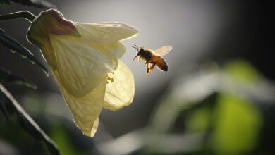 В Україні шукають способи запобігти отруєнню та масовій загибелі бджіл (Фото)