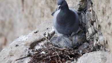 Орнітологиня розкрила таємницю, чому в Україні майже ніхто ніколи не бачив пташенят голубів