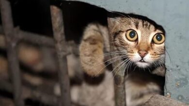 На Дніпропетровщині рятують кішку, яка впала з 8 поверху: її могли скинути діти (Відео)