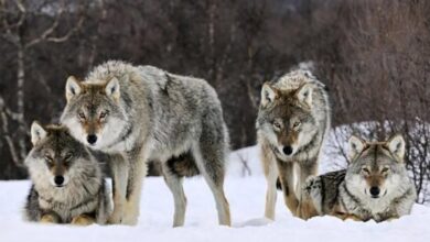 Через війну домашні собаки в Україні перетворюються на хижаків: чим це загрожує