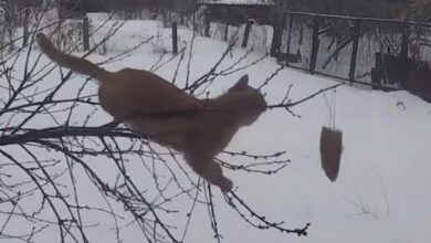В Україні завірусилося відео, де кіт намагався зірвати з дерево сало на ниточці, яке залишили для птахів (Відео)
