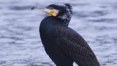 На скреслий берег Дніпра прилетіла зграя барвистих птахів різних видів (Фото)