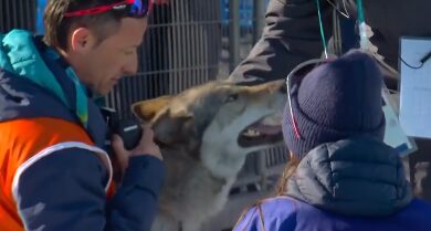 На Олімпіаді-2026 в Італії собака "фінішував" на лижах разом зі спортсменами (Відео)