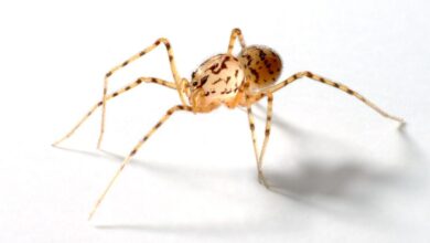 На Дніпропетровщині завівся павук, який плюється отруйною павутиною (Фото)