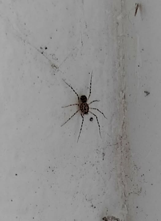 На Дніпропетровщині завівся павук, який плюється отруйною павутиною (Фото)