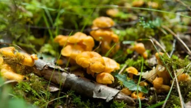 Які перші весняні гриби можна зібрати на Дніпропетровщині (Фото)