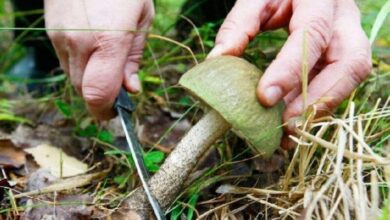 На Дніпропетровщині 26-річний чоловік з'їв "зелених" грибів і ледь не помер