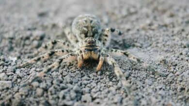 На Дніпропетровщині зарано вийшли зі сплячки тарантули, які боляче кусаються (Фото)