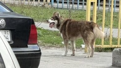 У Дніпрі невідомі прив'язали хаскі до паркану і покинули: що з ним сталося (Фото)
