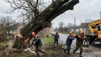 На Дніпропетровщині комунальники-професіонали пиляли дерево і ледь не повалили його на самих себе (Відео)
