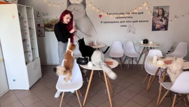 У Кривому Розі закривається кафе, яке стало прихистком для майже 100 котів: 10 з них шукають дім (Відео)