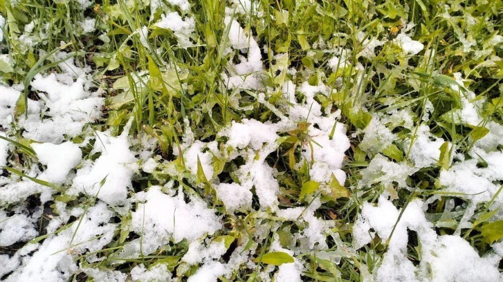 Заморозки у Дніпрі