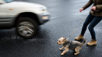 У Дніпрі жінка з собакою переходила дорогу через трасу, де на швидкості мчали автомобілі (Відео)