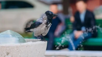 До постраждалого внаслідок російського обстрілу університету Дніпра повернувся птах-наглядач (Відео)