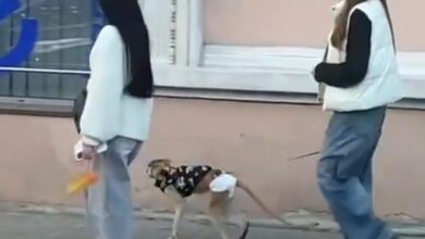 У середмісті Дніпра дівчина вигулювала мавпу на повідці і в підгузку (Відео)