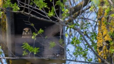 У місті на Дніпропетровщині створюють будиночки для крилатих хижаків (Фото)