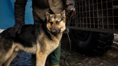 Як на Дніпропетровщині покинутий собака Арчі став бойовим товаришем для військових ЗСУ (Фото)