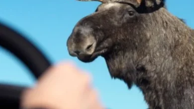У Києві табуни лосів влаштовують затори на дорогах (Відео)