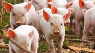 На Дніпропетровщині зафіксували спалах африканської чуми свиней: чим це загрожує