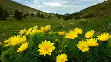 Які весняні квіти Дніпропетровщини є смертельно небезпечними для людей і тварин (Фото)
