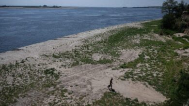 На території колишнього Каховського водосховища ростуть червонокнижні рослини і мешкають рідкісні птахи (Відео)