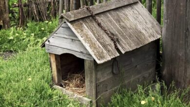 На Дніпропетровщині чоловік підпалив будку з цуценятами: малюки згоріли заживо (Відео)