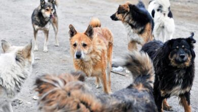 Через війну в Україні собаки стали небезпечнішими за вовків: чому зграї псів - тривожний сигнал (Фото)
