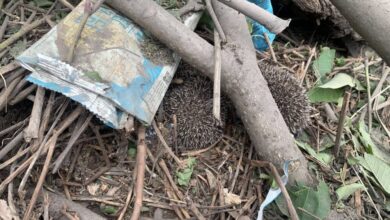 У Дніпрі касета з російської ракети вбила маму п'ятьох їжаченят: малюкам знайшли прихисток (Відео)
