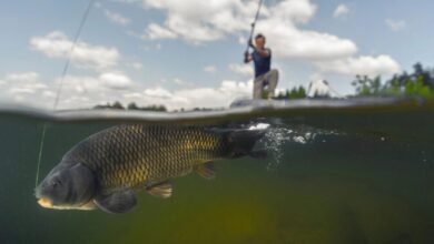 На водоймах Дніпропетровщини завершується нерестова заборона: де вже можна рибалити