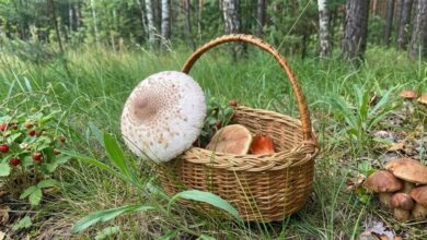 На Дніпропетровщині збирають суницю і перші літні гриби-велетні (Фото)