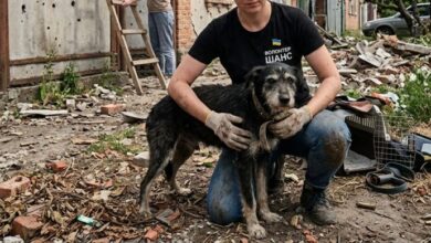 У Нікополі волонтери врятували тварин жінки і її сина, яких під час прогулянки вбив російський дрон (Відео)