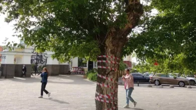 Світло на сухостої: на Дніпропетровщині на аварійне дерево почепили ліхтар (Відео)