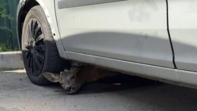 У Києві оленя злякалося російських обстрілів і сховалося під автомобілем (Відео)