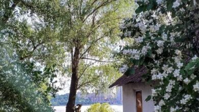 У Дніпрі житломасив заквітчала рослина, що пахне як жасмин, але насправді не є ним (Фото)