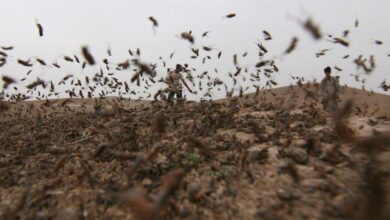 На Дніпропетровщині високотоксична хімічна обробка не допомогла проти нашестя сарани (Фото)