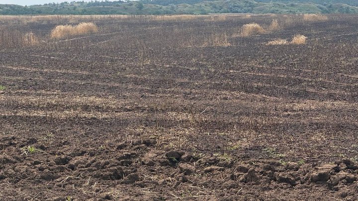 На Дніпропетровщині аграрії збирають врожаї пшениці під російськими обстрілами: від атак згоріло понад 30 га (Фото)