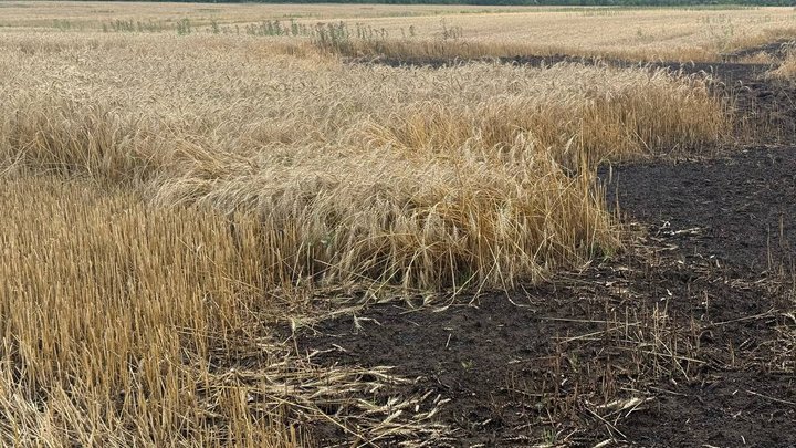 На Дніпропетровщині аграрії збирають врожаї пшениці під російськими обстрілами: від атак згоріло понад 30 га (Фото)