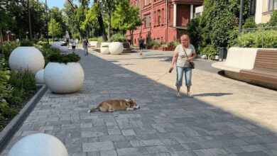 У Дніпрі під час спекотної прогулянки собака "звалився з лап" посеред дороги (Відео)