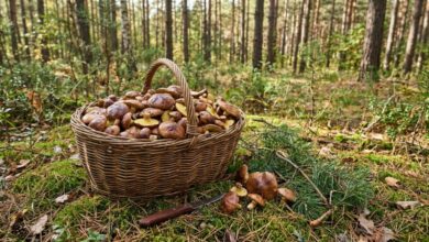 Де у вересні шукати маслюки на Дніпропетровщині і чому осінь - це їхній сезон (Фото)