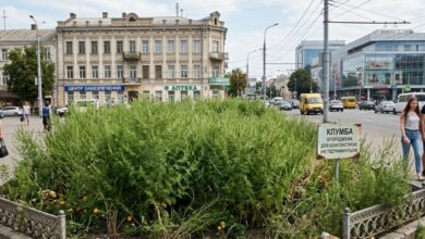 Центр Дніпра заріс амброзією попри виділені міськрадою 85,5 млн грн на її знищення (Відео)