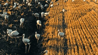 На Прикарпатті під час оранки на поле прилетіли сотні лелек: в чому причина пташиної аномалії (Відео)