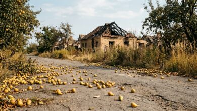 Без людей і без бджіл: як війна випалила життя на прифронтовій Дніпропетровщині (Відео)