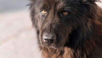 У Дніпрі чоловік кинув ножа в безпритульного собаку на очах у власного улюбленця (Відео)