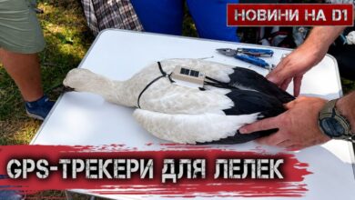 Лелеки на Дніпропетровщині